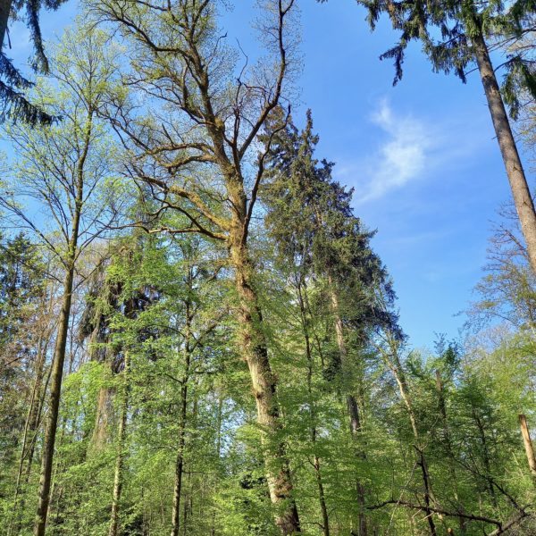 Frau Holle-Eiche