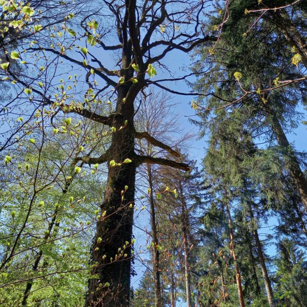 Keiler-Eiche