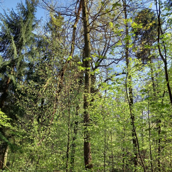 Lonitschera-Eiche