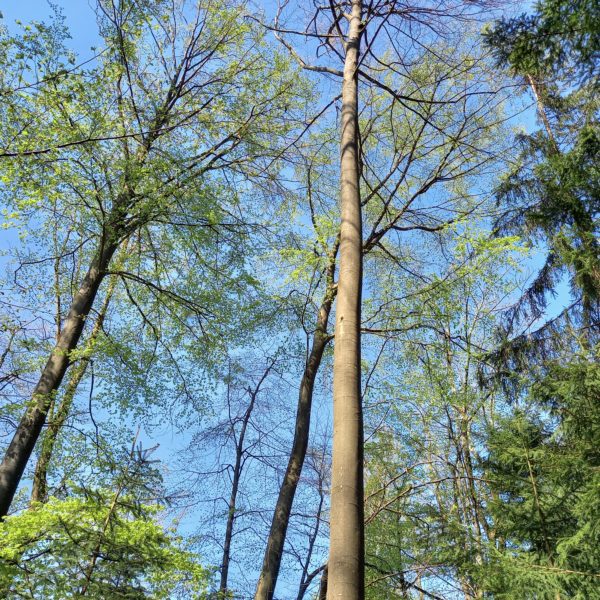Murmelbahn-Buche