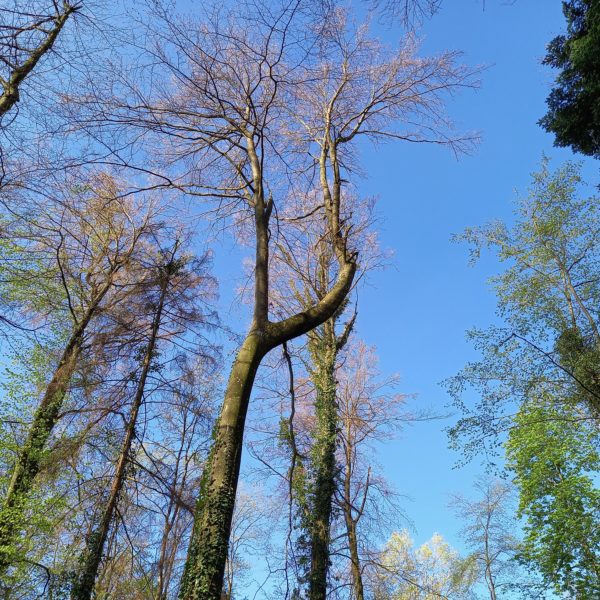 Schwung-Buche