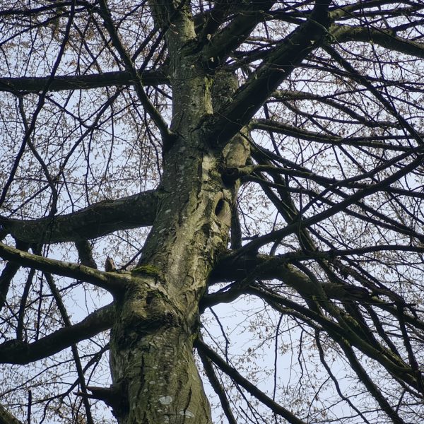 Höhlenbär