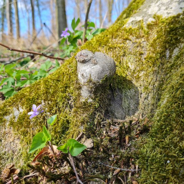 Wildsau-Buche