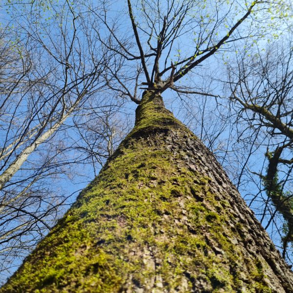Grenz-Eiche