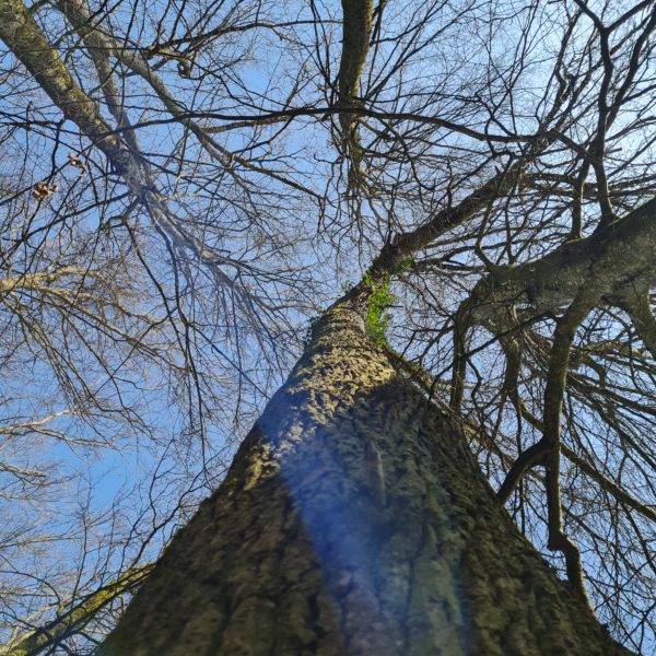 Eck-Eiche