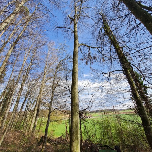 Waldspiel-Buche