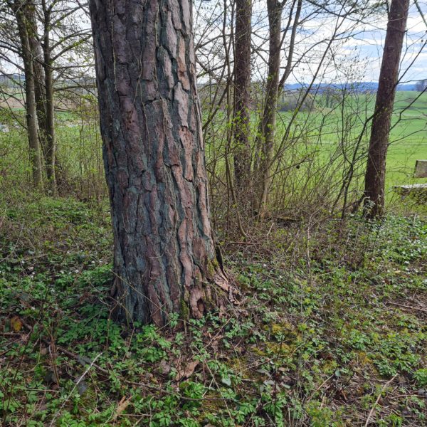 Bänkli-Föhre