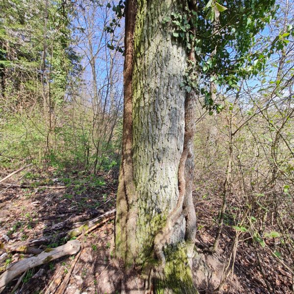 Grüner Mantel