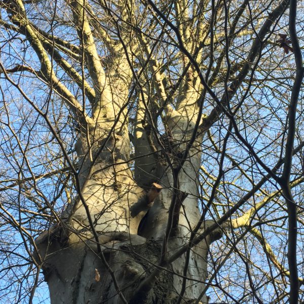 Drieselbuche