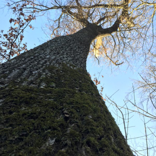 Zapfenziehereiche