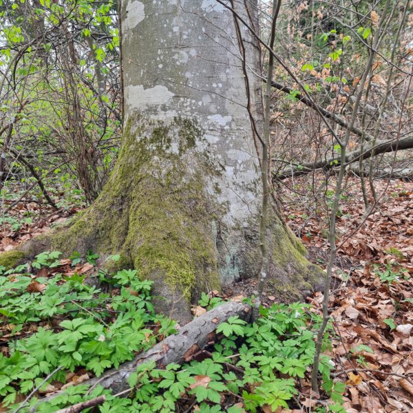 Zilpzalp-Buche