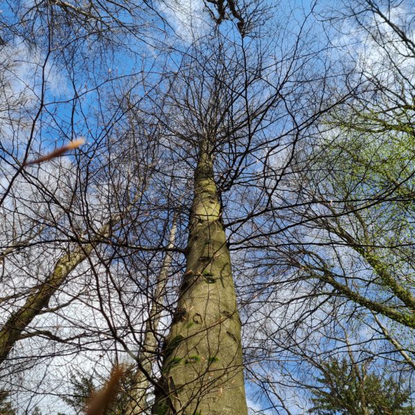 Vogel-Gryf