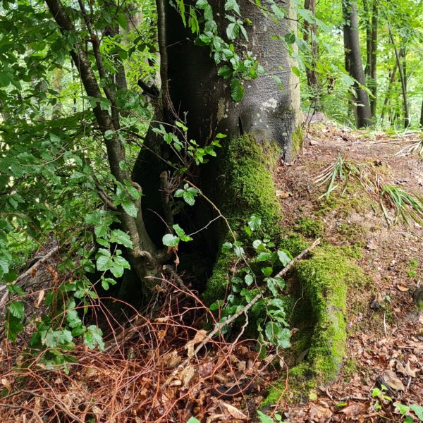 Burggraben-Buche