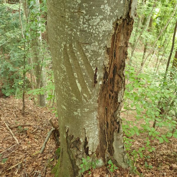 Bären-Buche