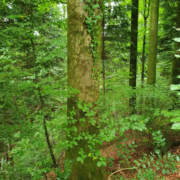 Töbeli-Buche