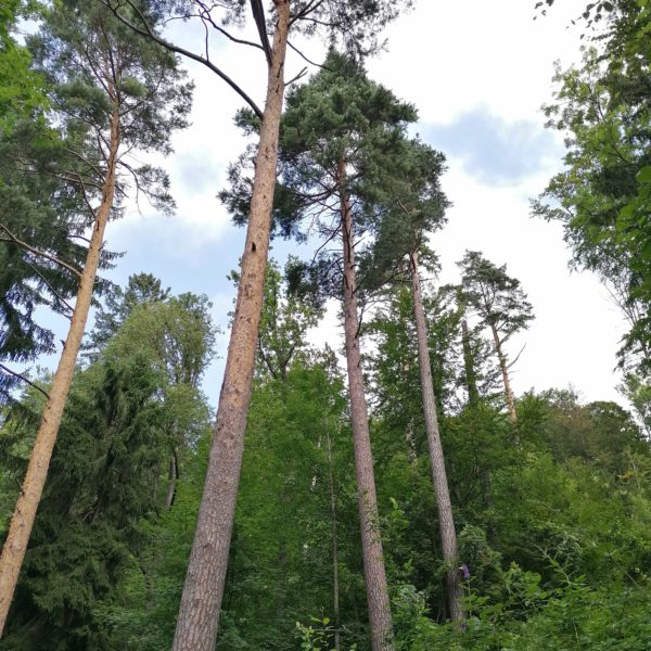 Dschungel-Föhre