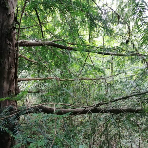 Pfeilbogen-Eibe