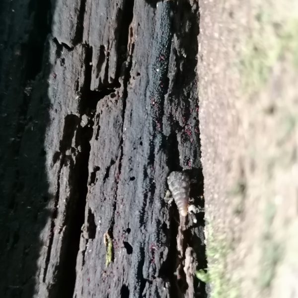Schnäggli-Buche
