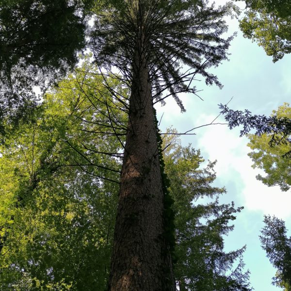 Turm-Eibe