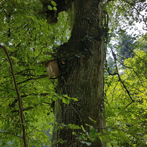 Bienenkönigin-Linde