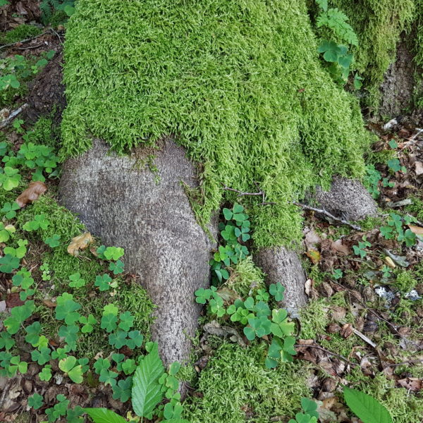 Bigfoot-Buche
