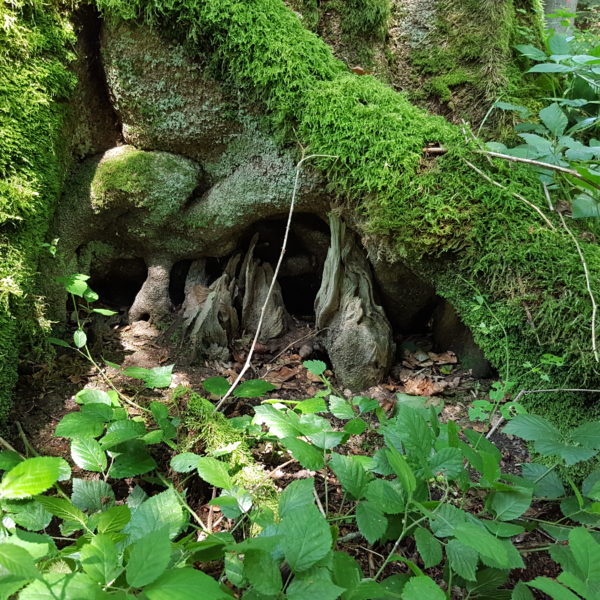 D'Artagnan-Buche