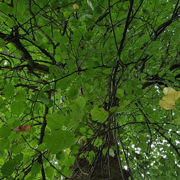 Frohnatur-Linde