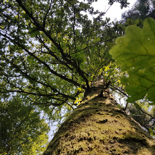 Greenhorn-Eiche