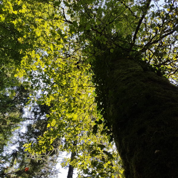 Grimbart-Eiche