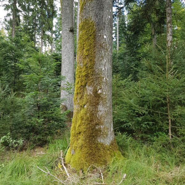 Houderebäseler-Bueche