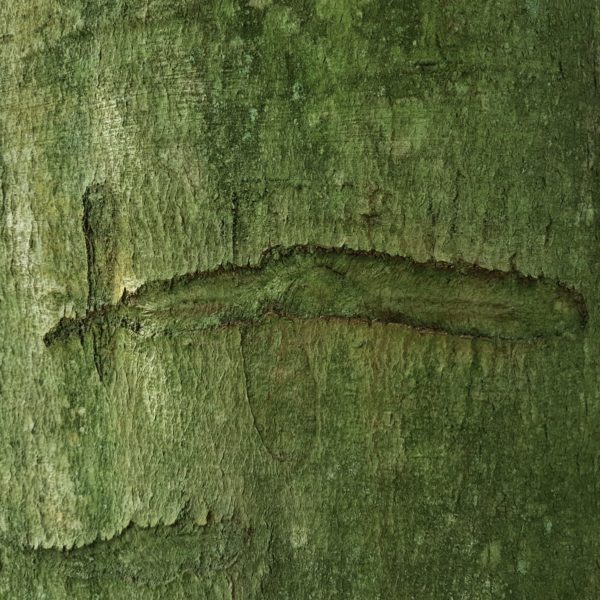 Ikarus-Buche