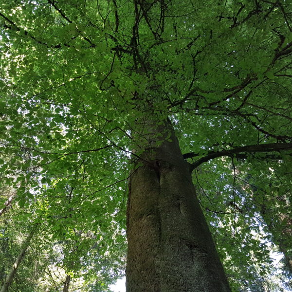 Ivy-Buche