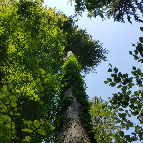 Jungspund-Buche