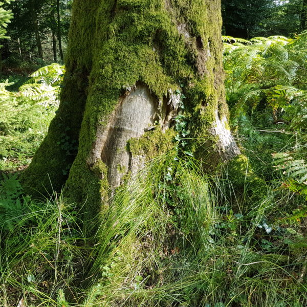 Pan-Eiche