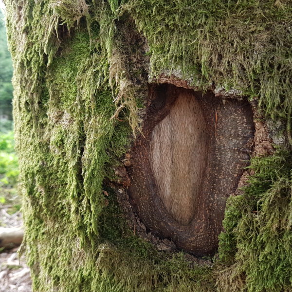 Robin Hood-Buche