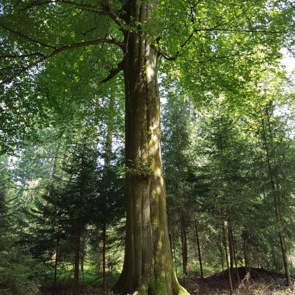 Rübezahl-Buche
