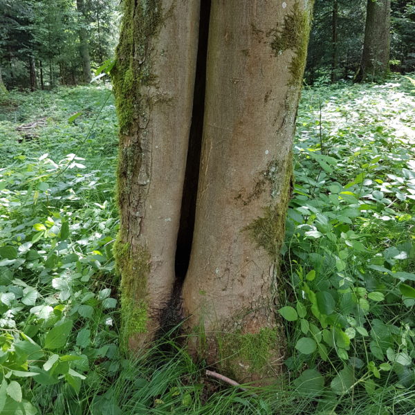 Rumpelstilzchen-Ahorn