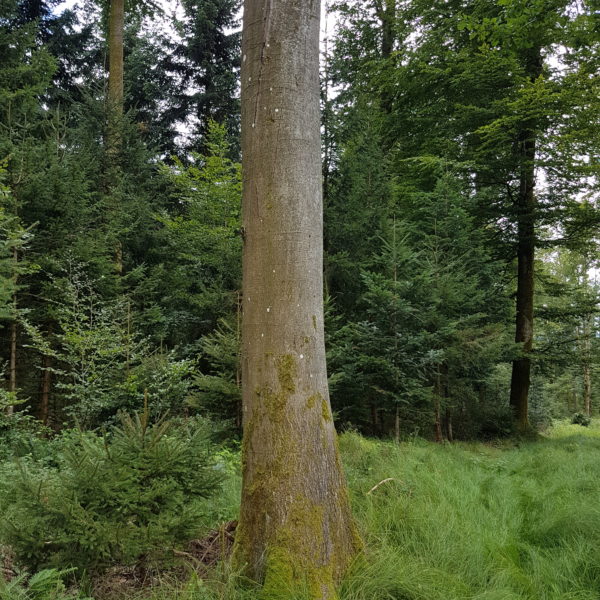 Schöppelimunggi-Bueche
