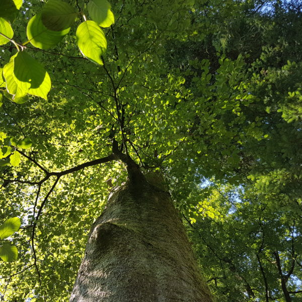 Schutzengel-Buche