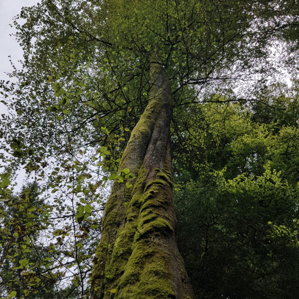 WALDtraud-Buche