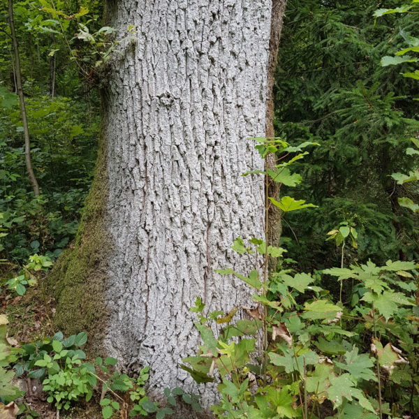 Weissenstein-Eiche