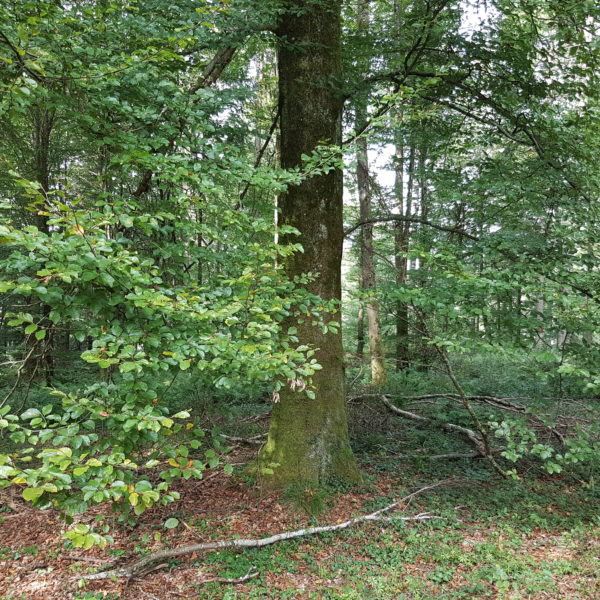Blättertanz-Buche