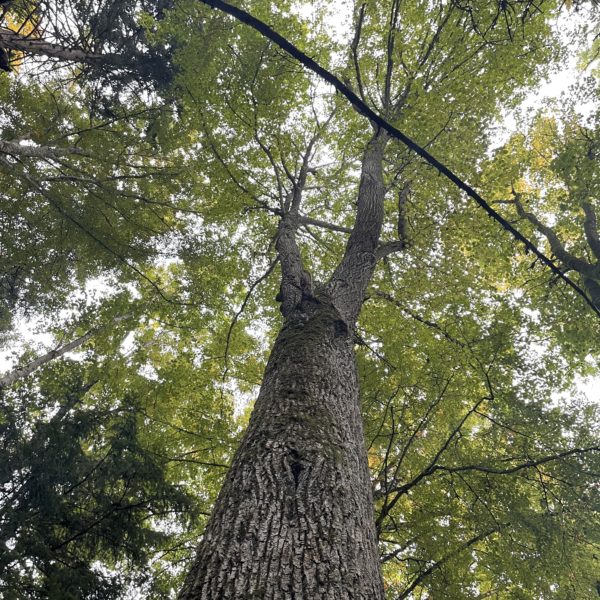 Die Erhabene
