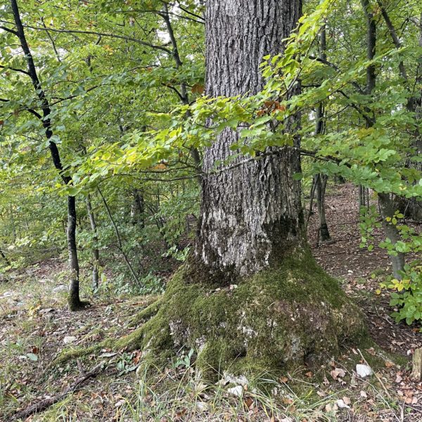 Elefantenfuss