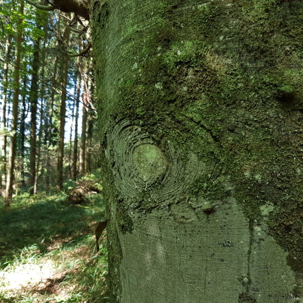 Karfunkel-Buche