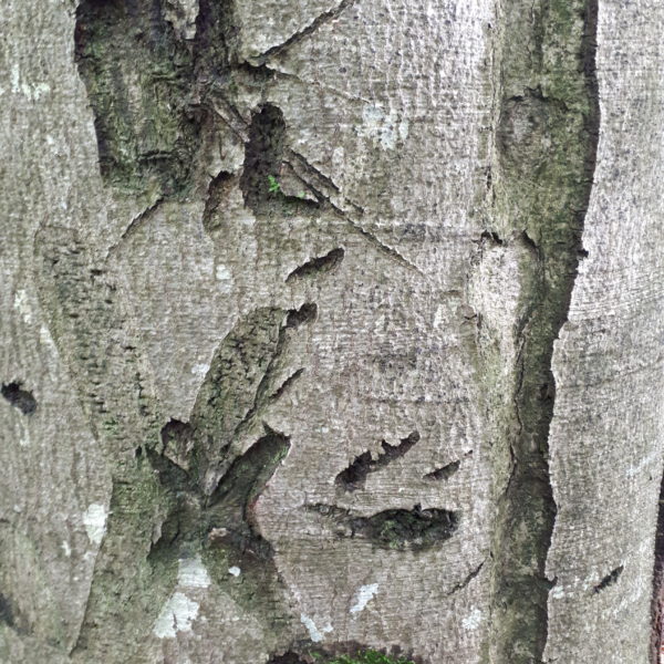 Kaspar-Buche