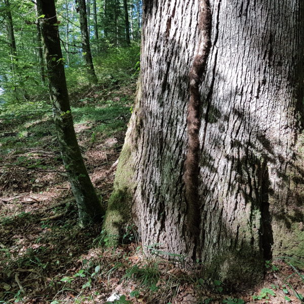 Kolumbus-Eiche