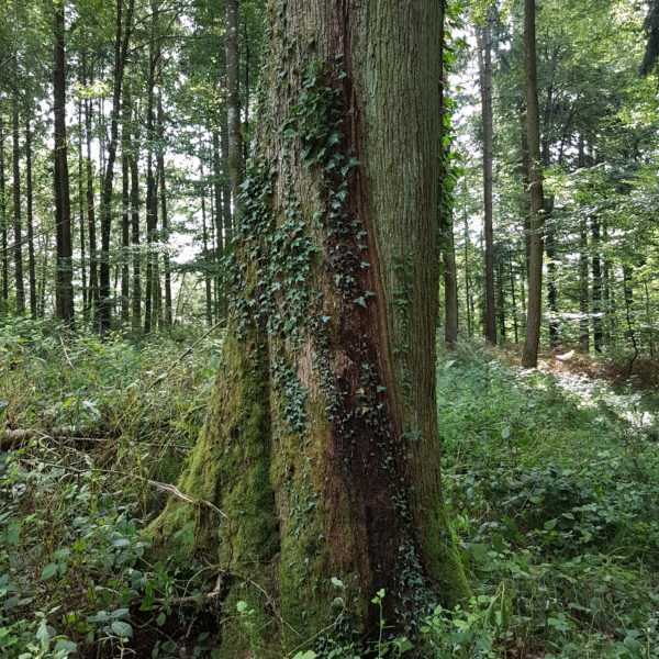 Löwenherz-Eiche