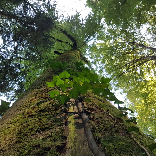 Nachtigall-Buche