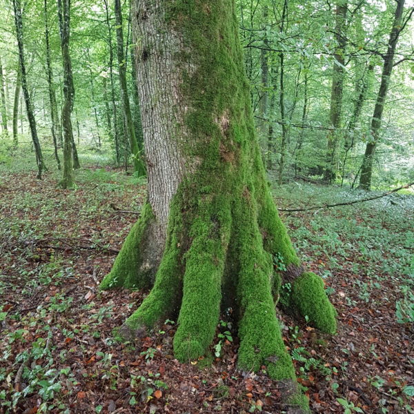 Pompadour-Eiche